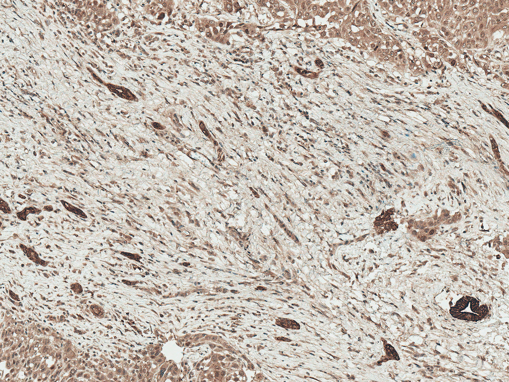  - LRP1 Antibody ASM10634